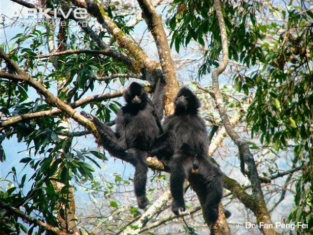 adult-and-subadult-male-black-crested-gibbons