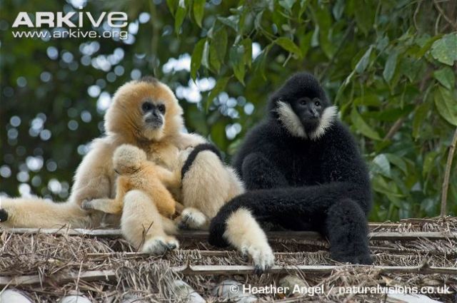 male-northern-white-cheeked-gibbon-clasps-mate-as-young-baby-suckles